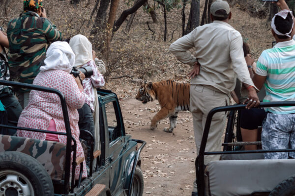 Tiger safari in India