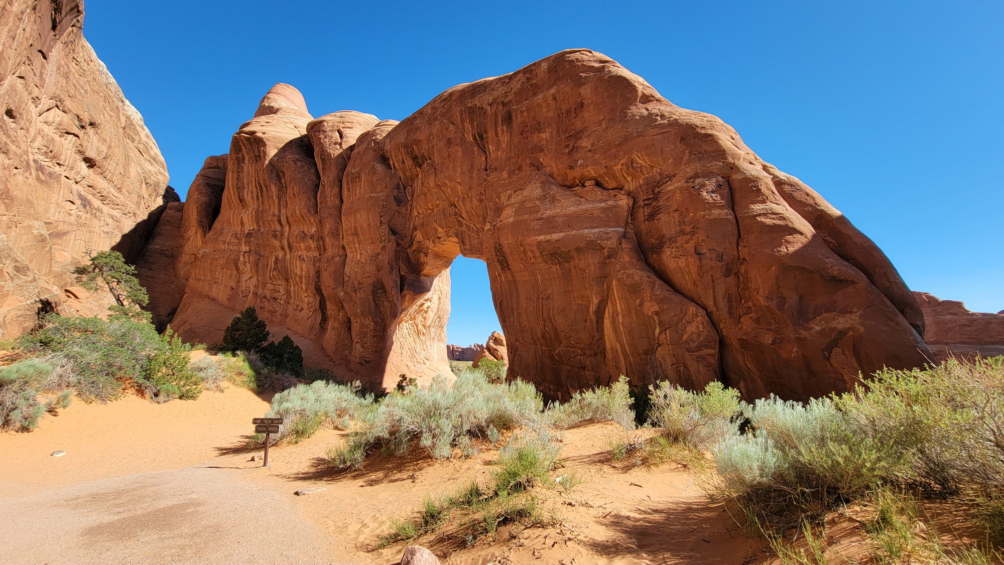 Pine Tree Arch