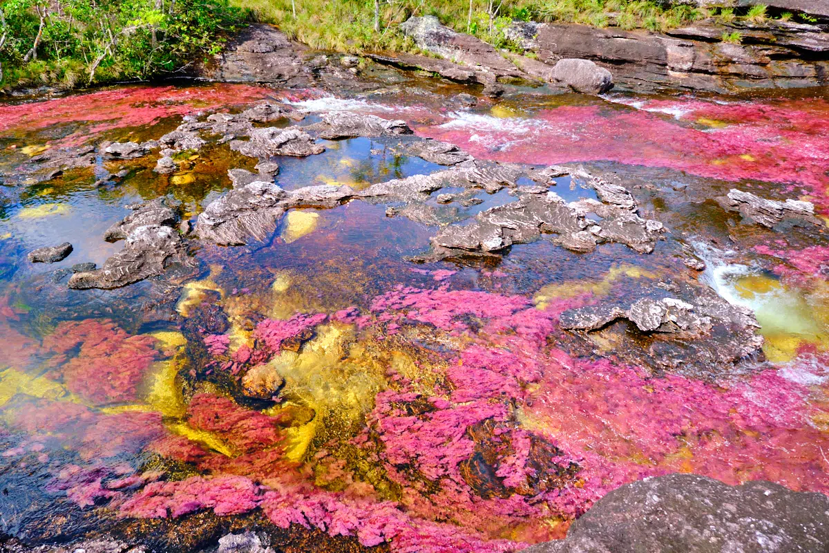 Colombia's Cano Cristales