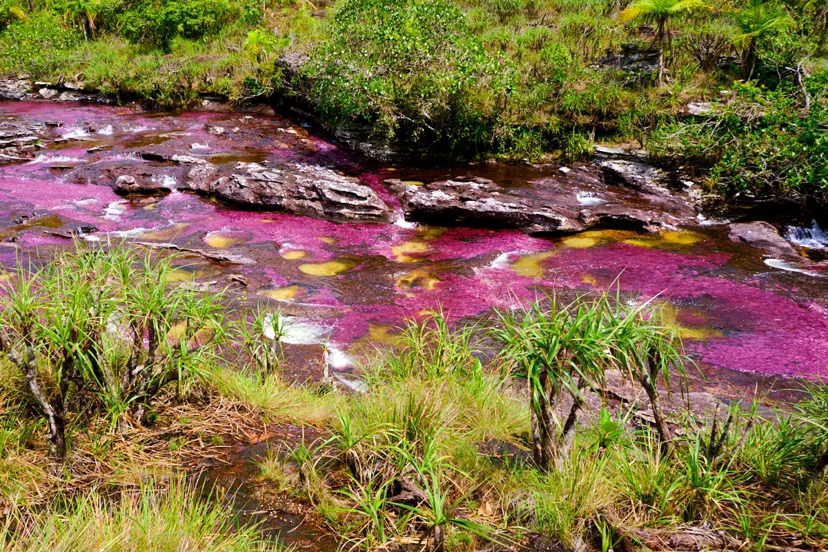 Cano Cristales