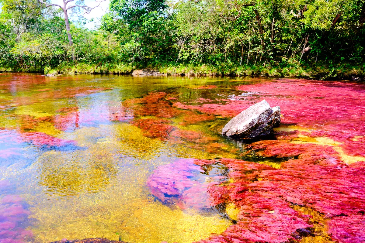 Canos Cristales in Colombia
