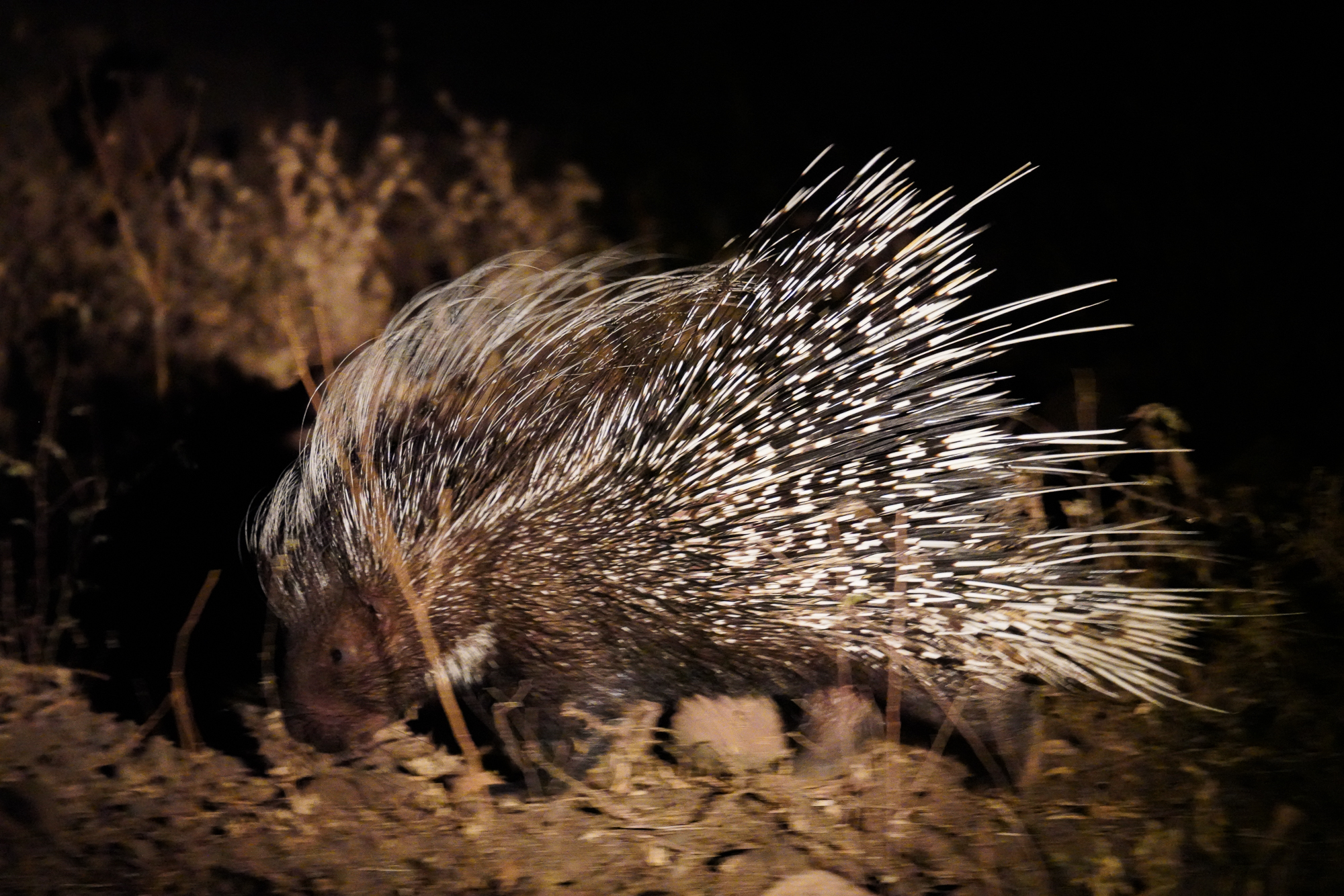 Porcupine on Night Safari at Lake Manyara