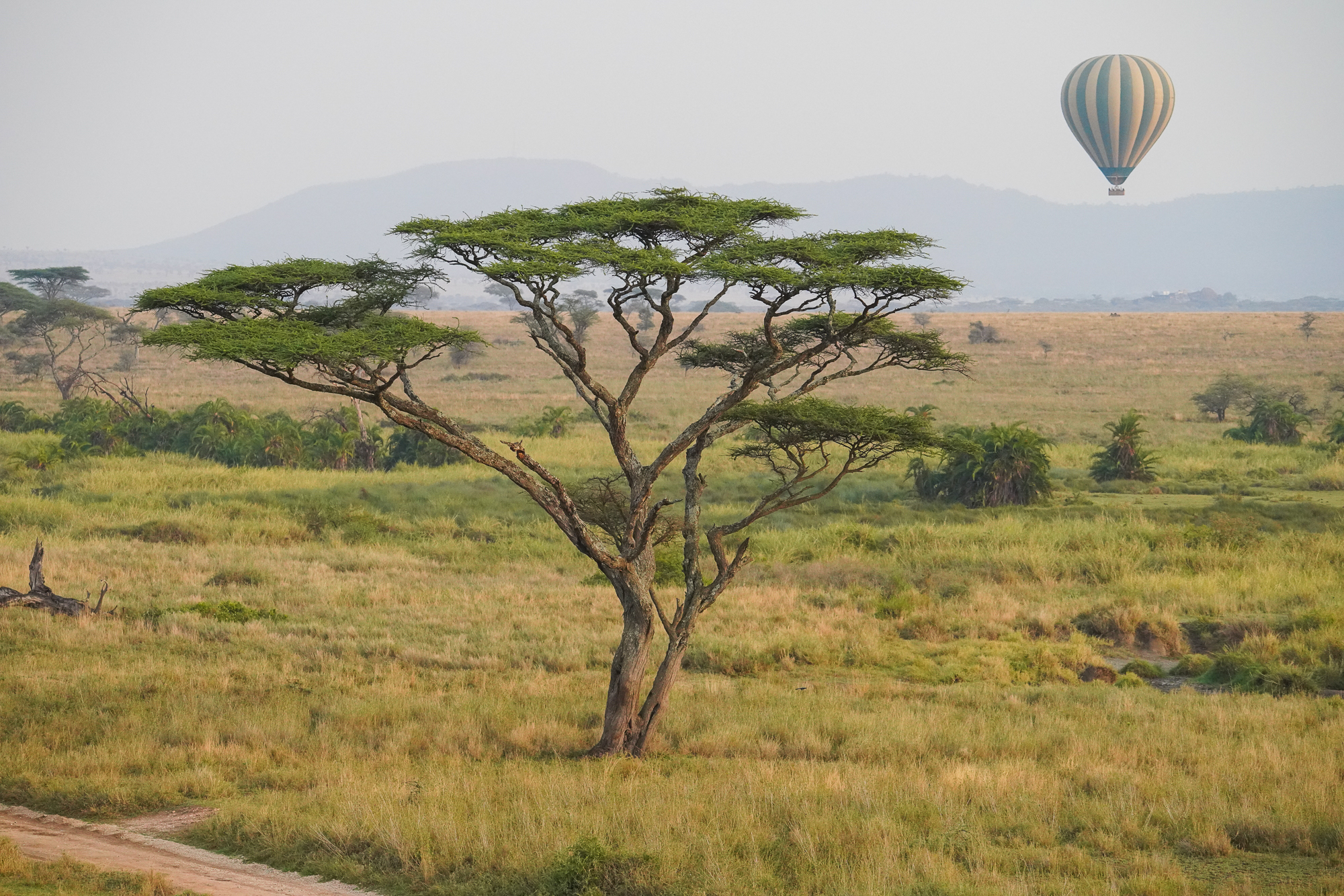 Hot Air Balloon and Acacia Tree