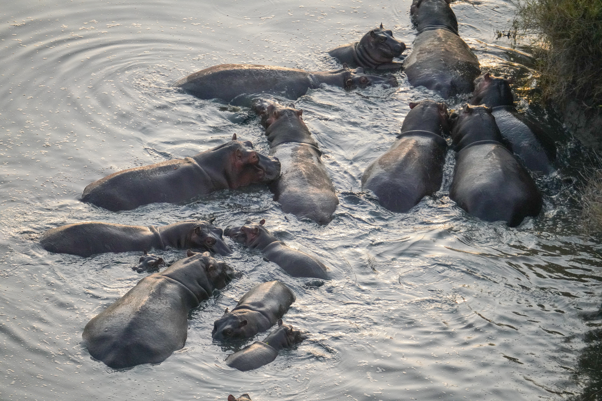 Hippos from Above