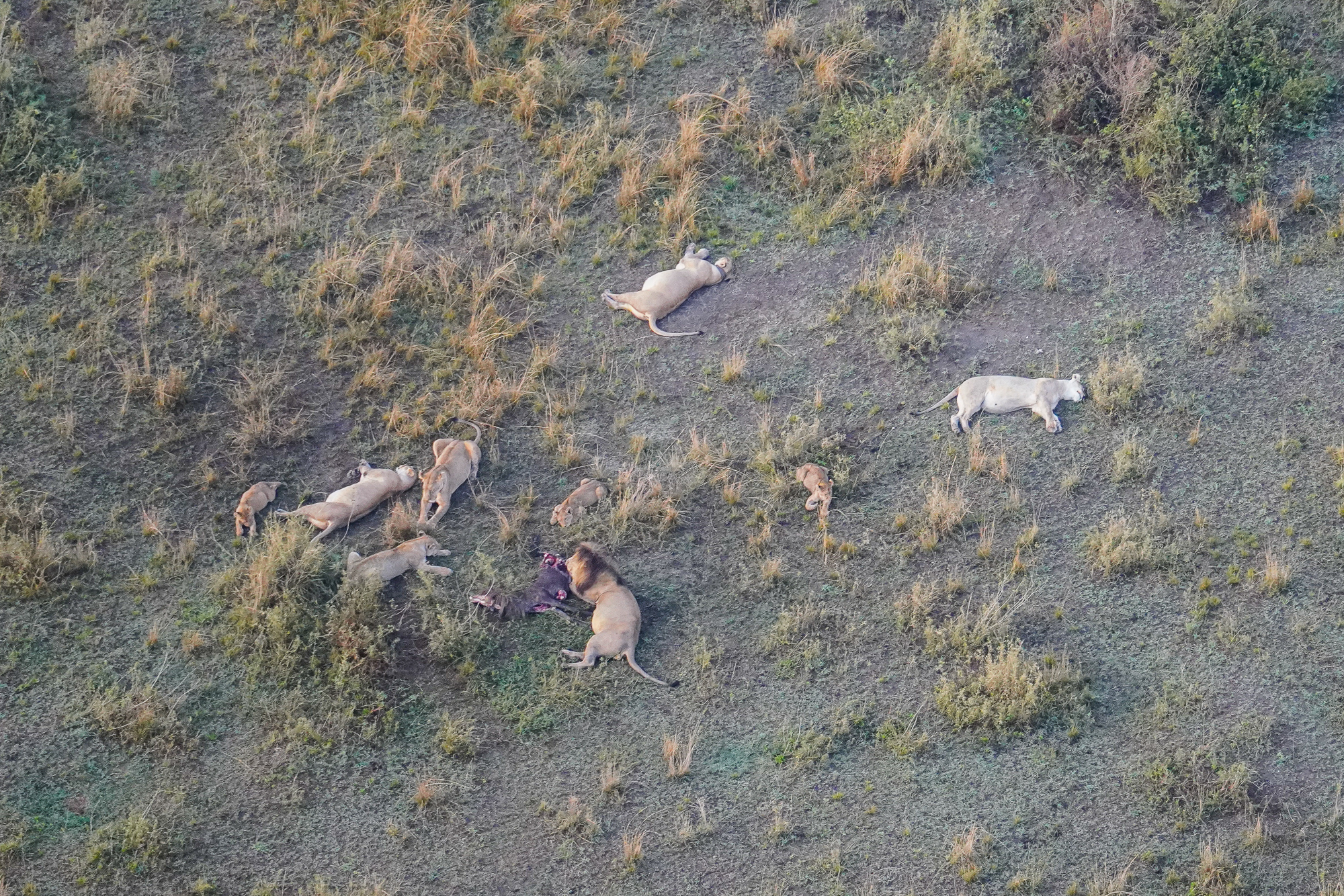 Lion Pride with Kill From Serengeti Balloon Safari