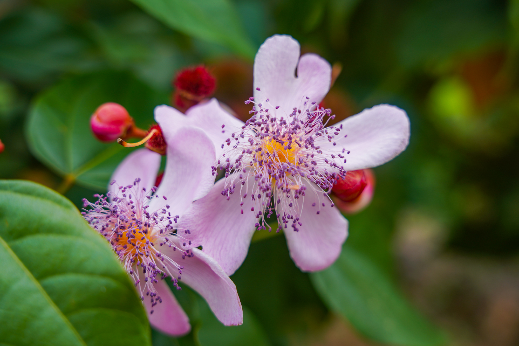 Flowers in Zanzibar