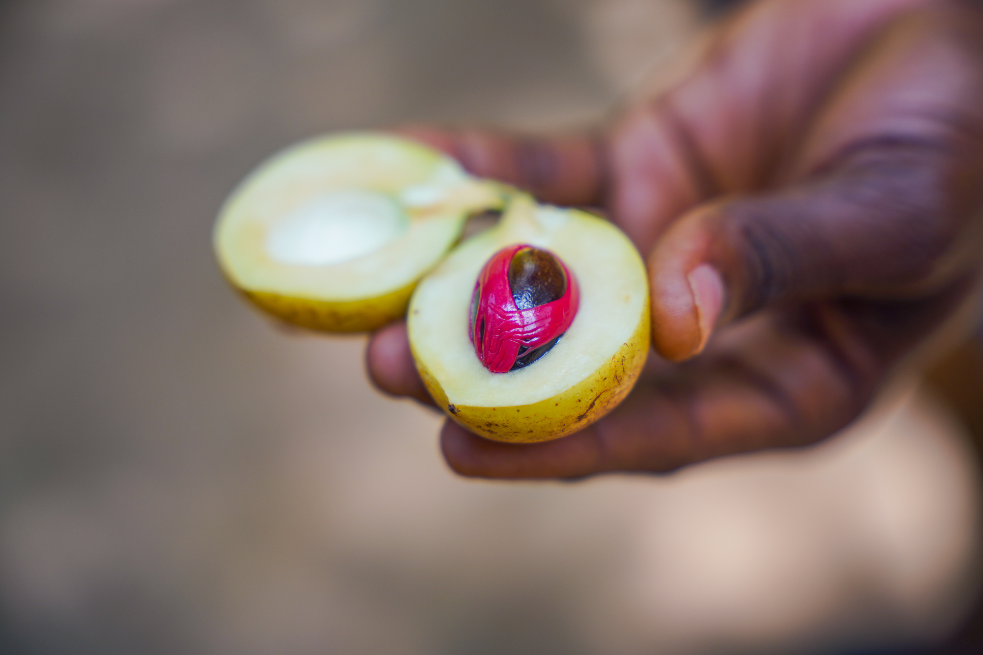 Nutmeg on a Zanzibar Spice Farm Tour