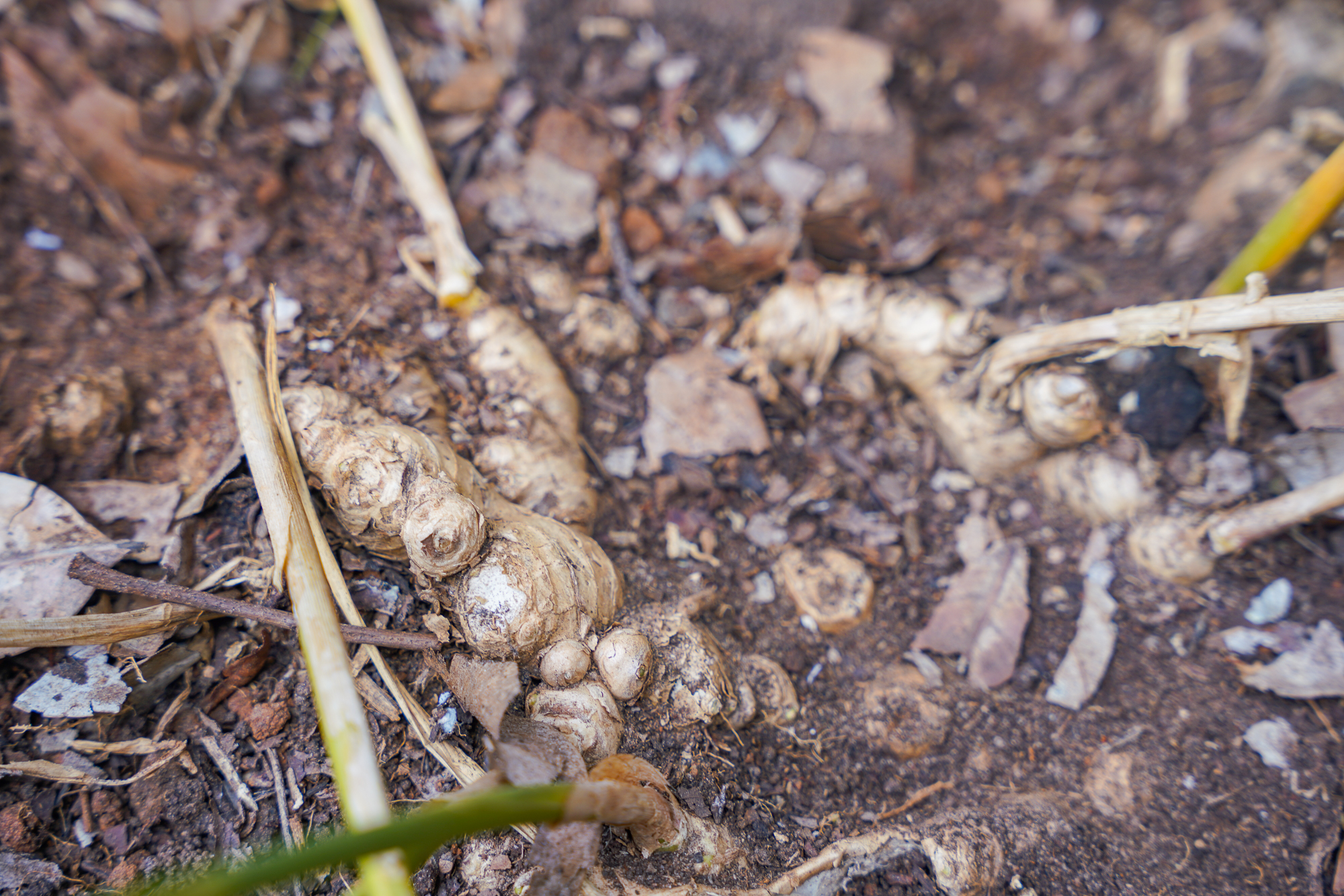 Ginger on a Zanzibar Spice Farm