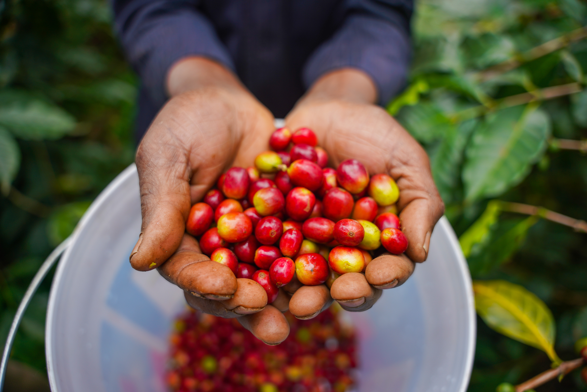 Coffee in Moshi, Tanzania