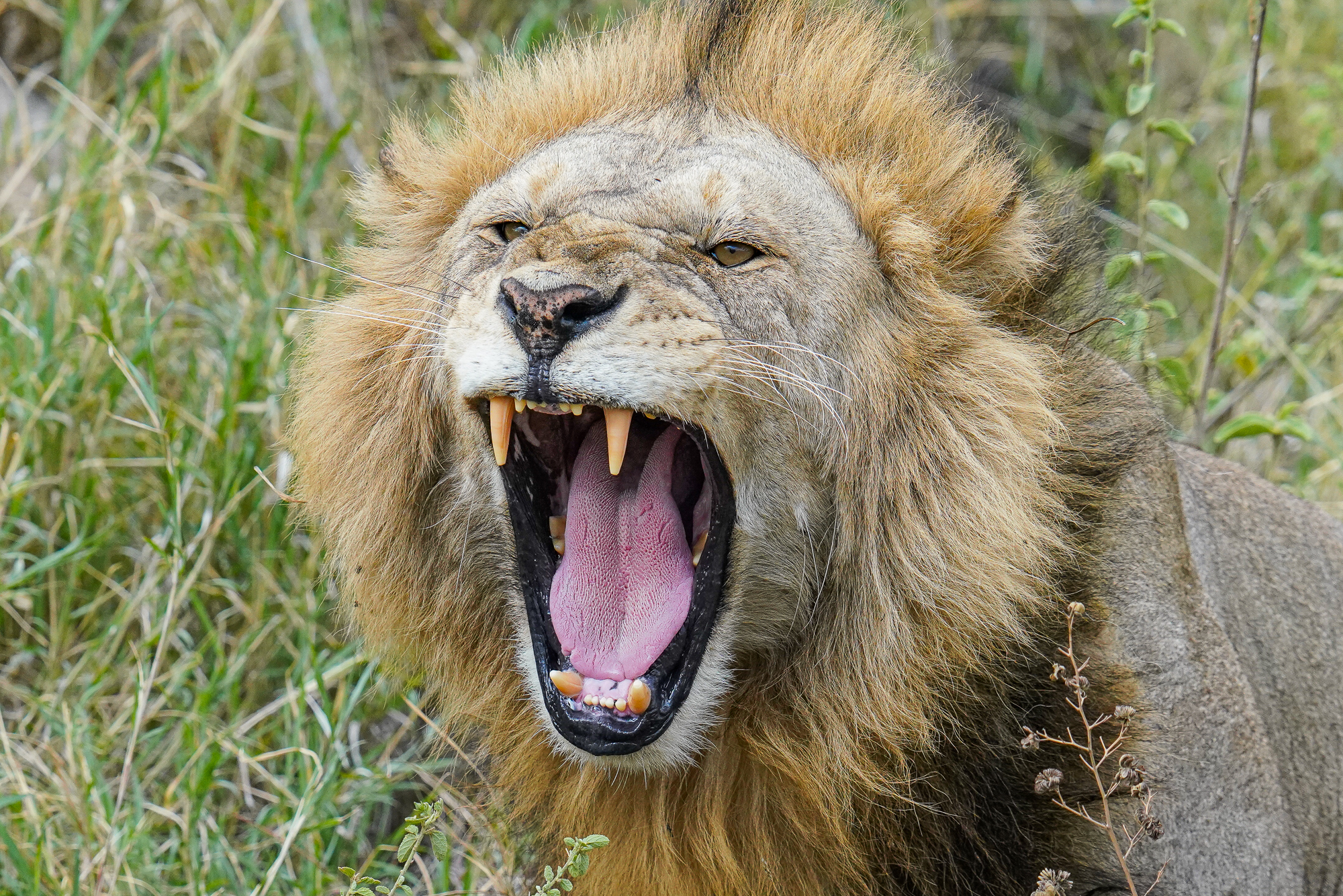 Lion in Serengeti