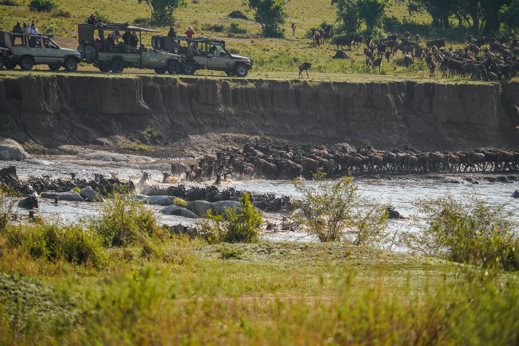 Wildebeest Migration on the Mara River