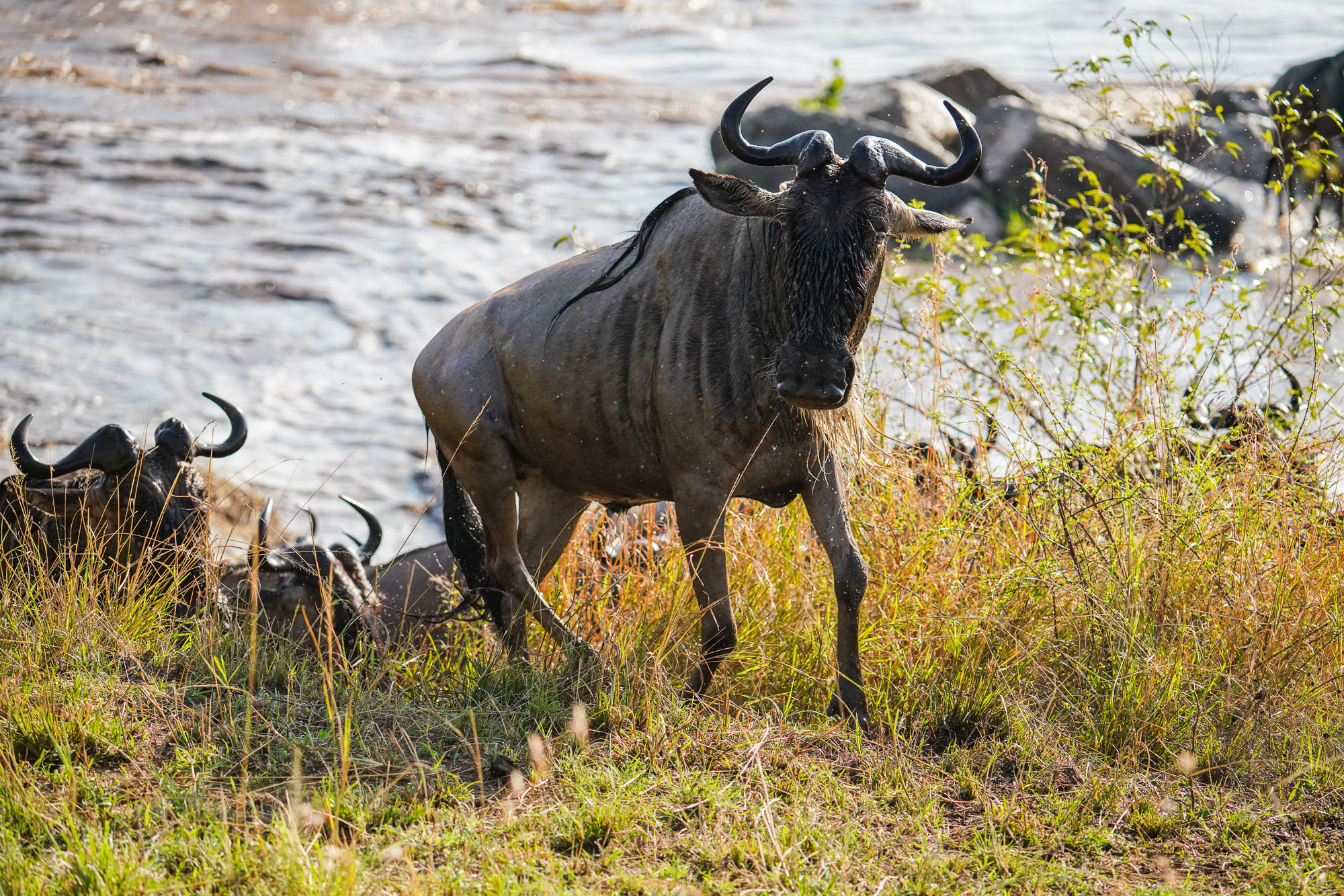 Wildebeest after crossing the Mara River