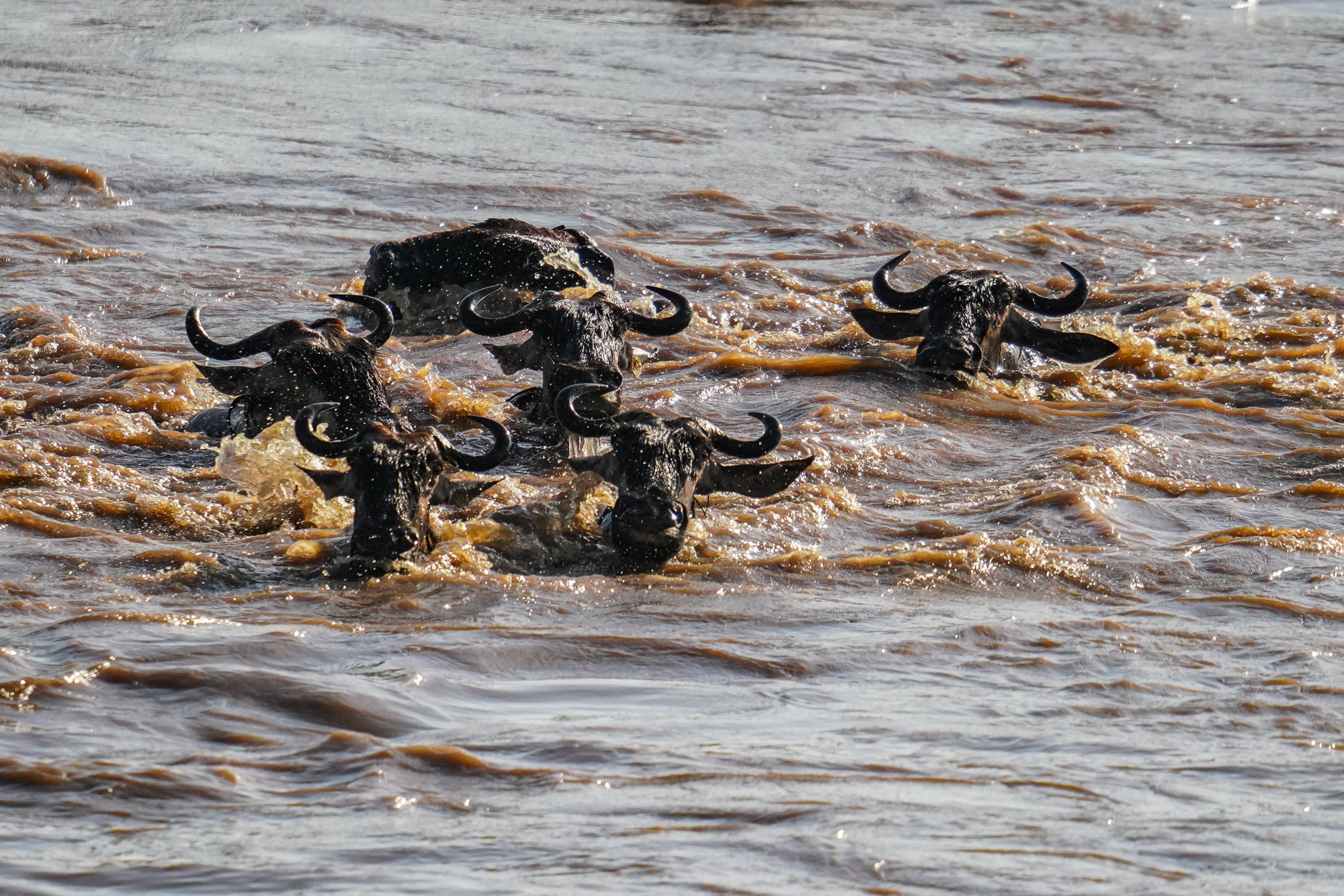 Wildebeest in the Mara River