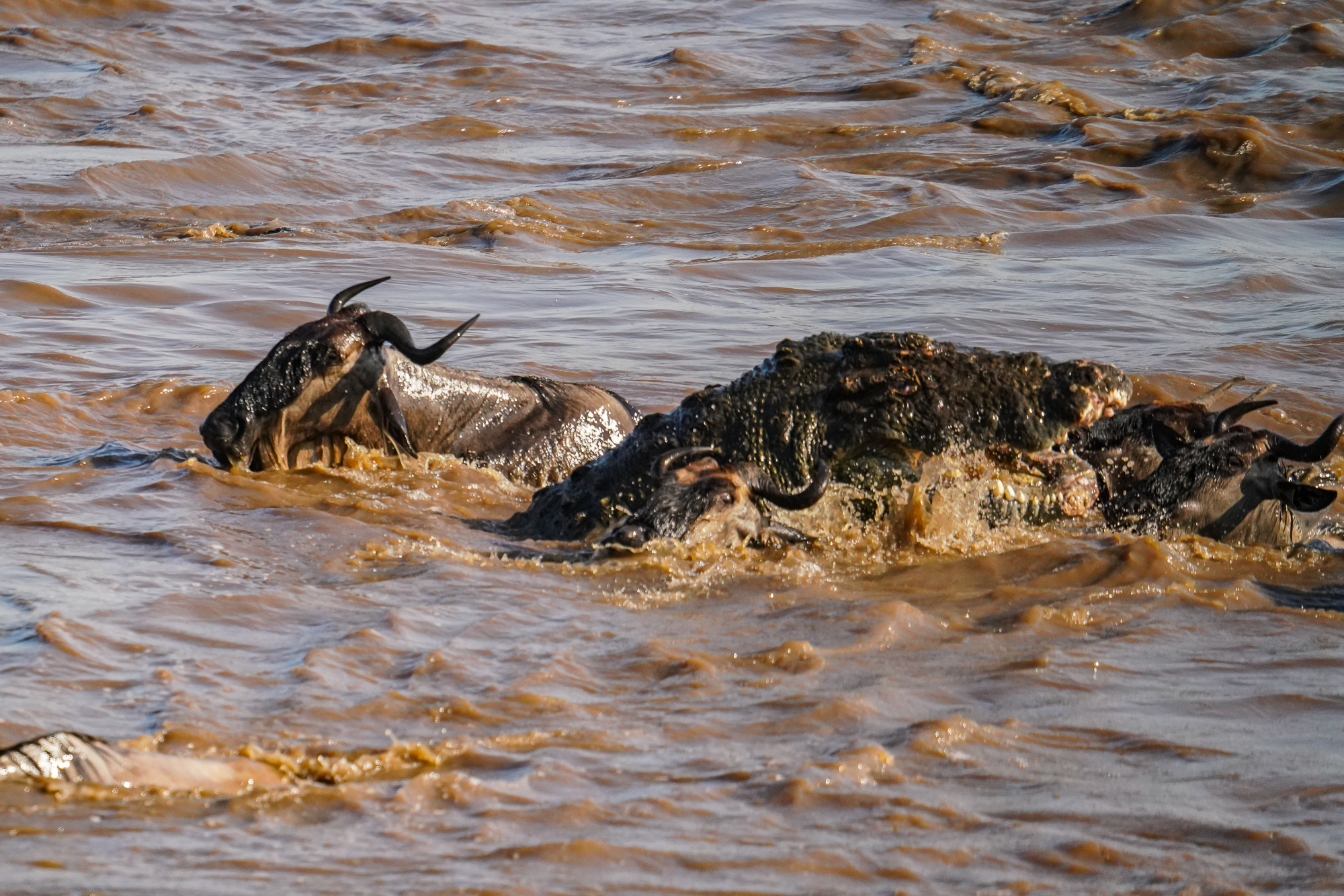 Crocodile kill on the Mara River
