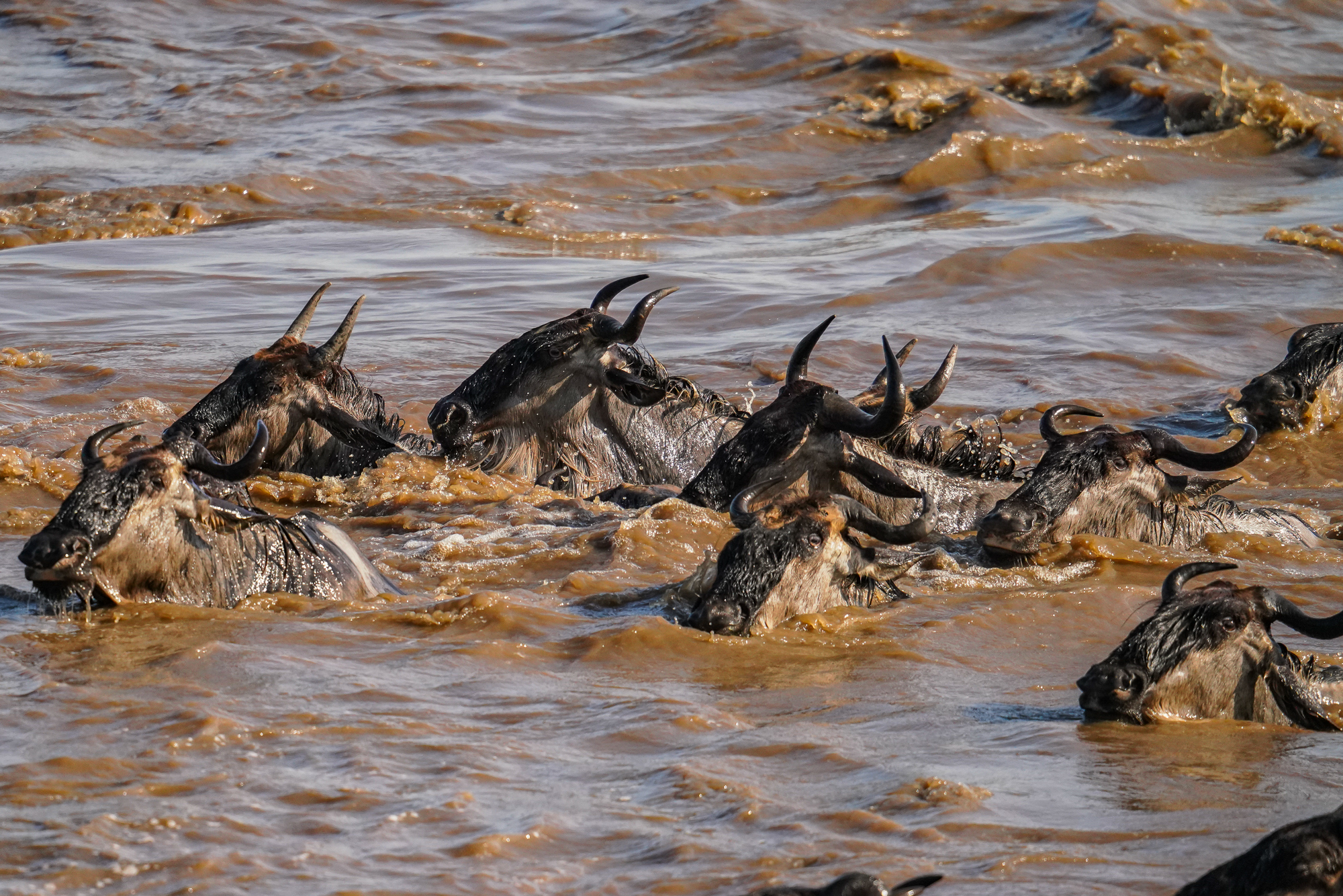 River Crossing in Northern Serengeti