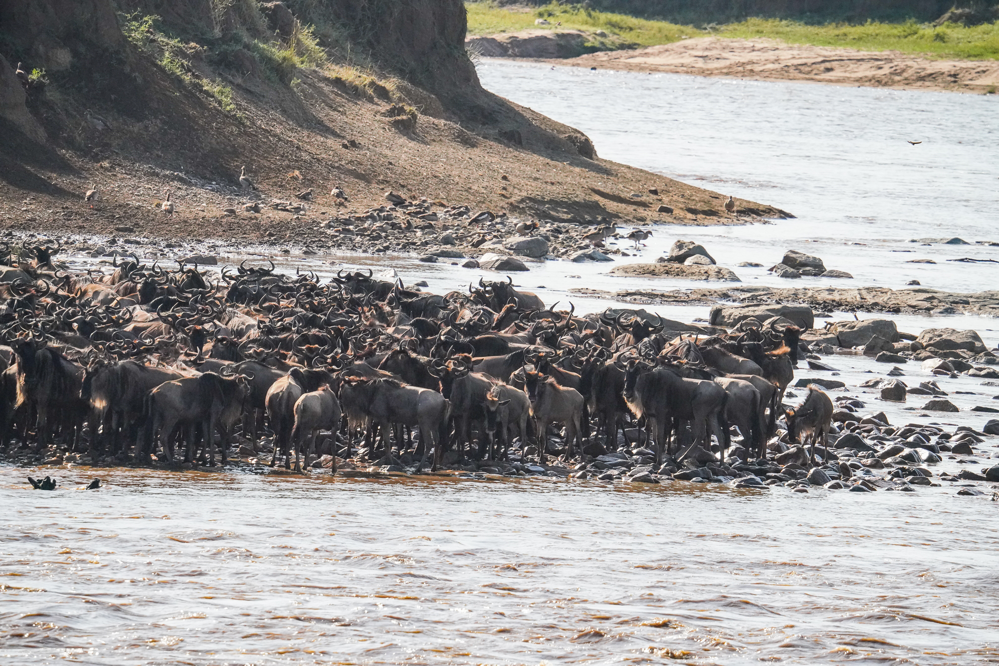 Wildebeest Migration on the Mara River
