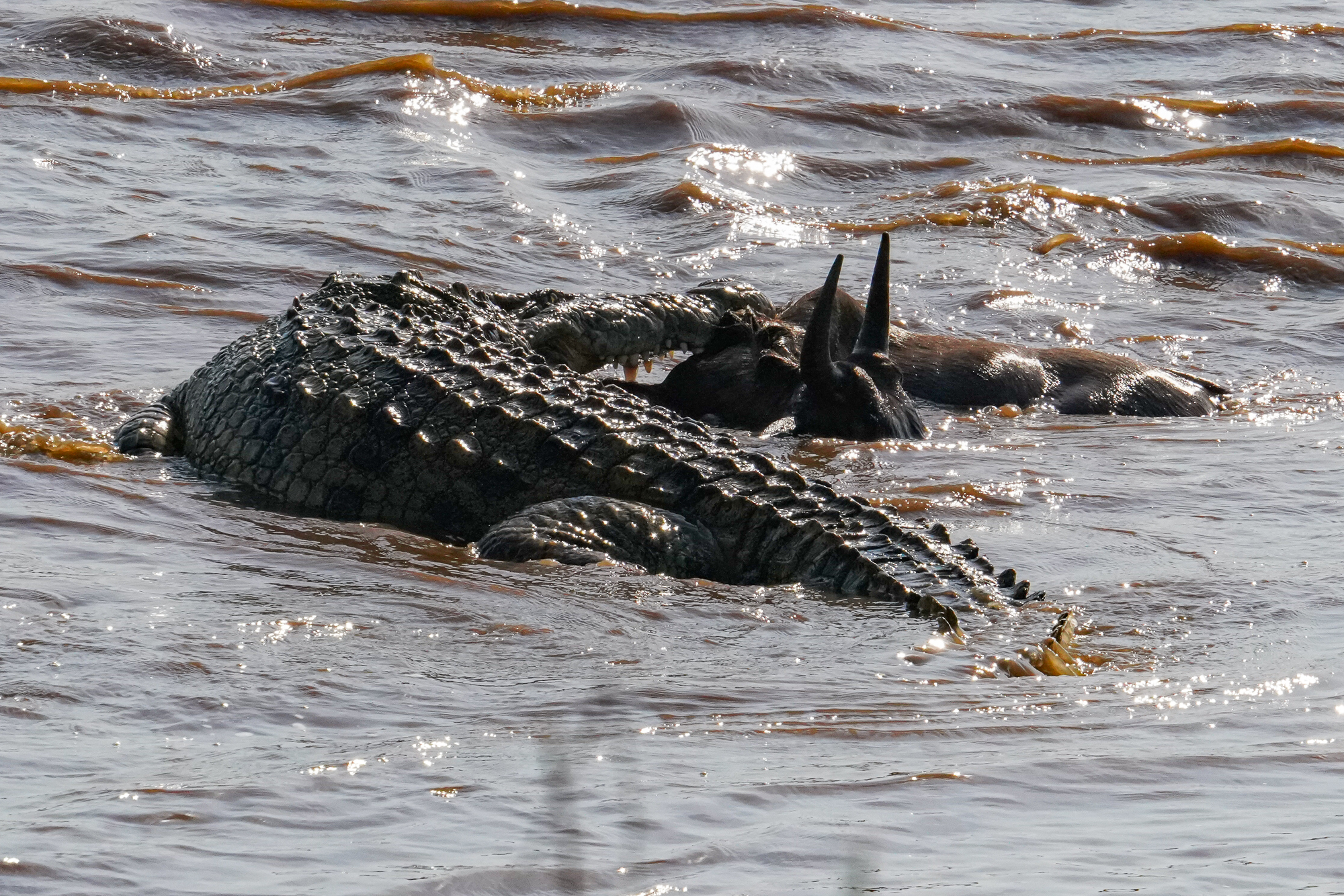 Crocodile Kill