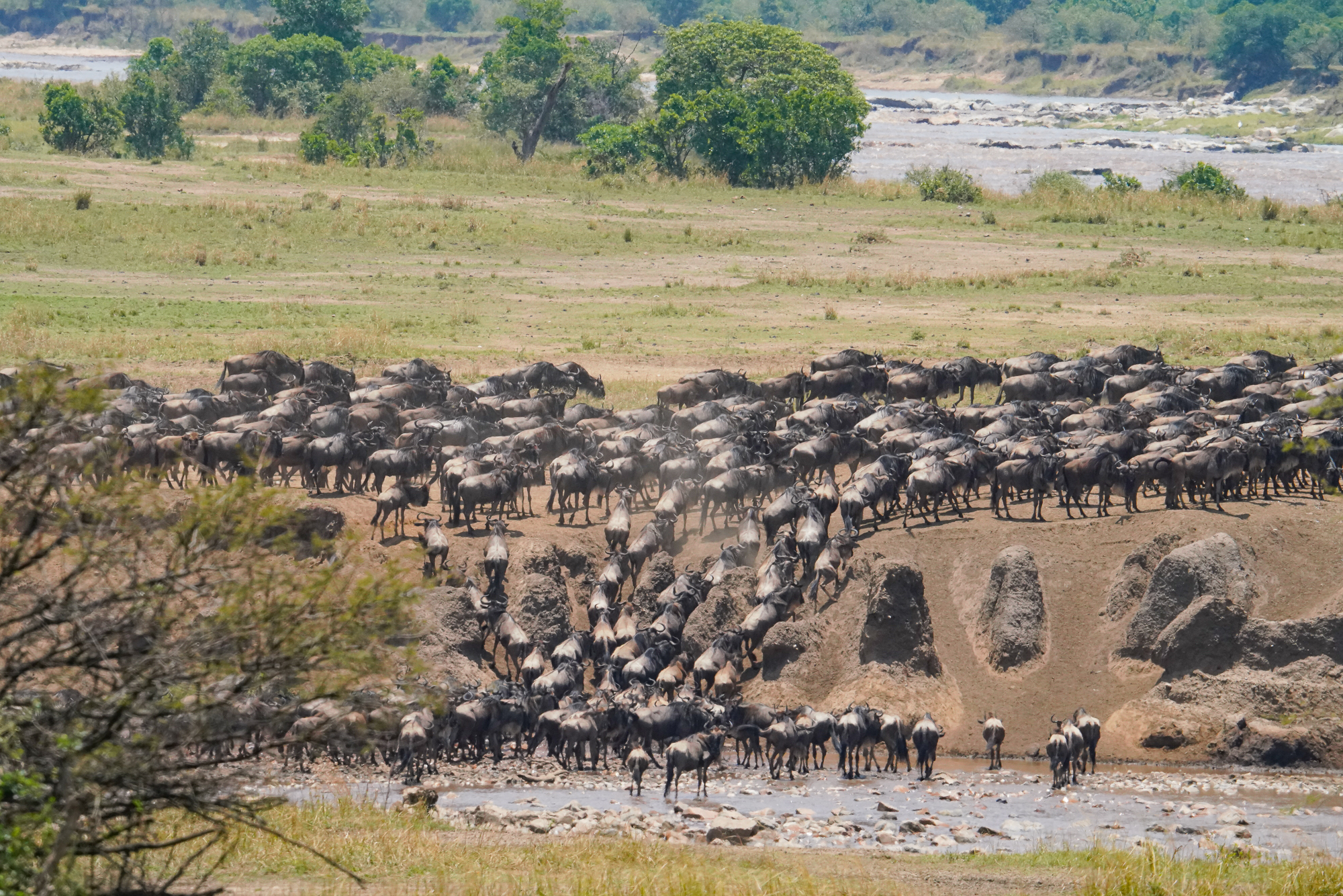 The Great Migration River Crossing is a Waiting Game