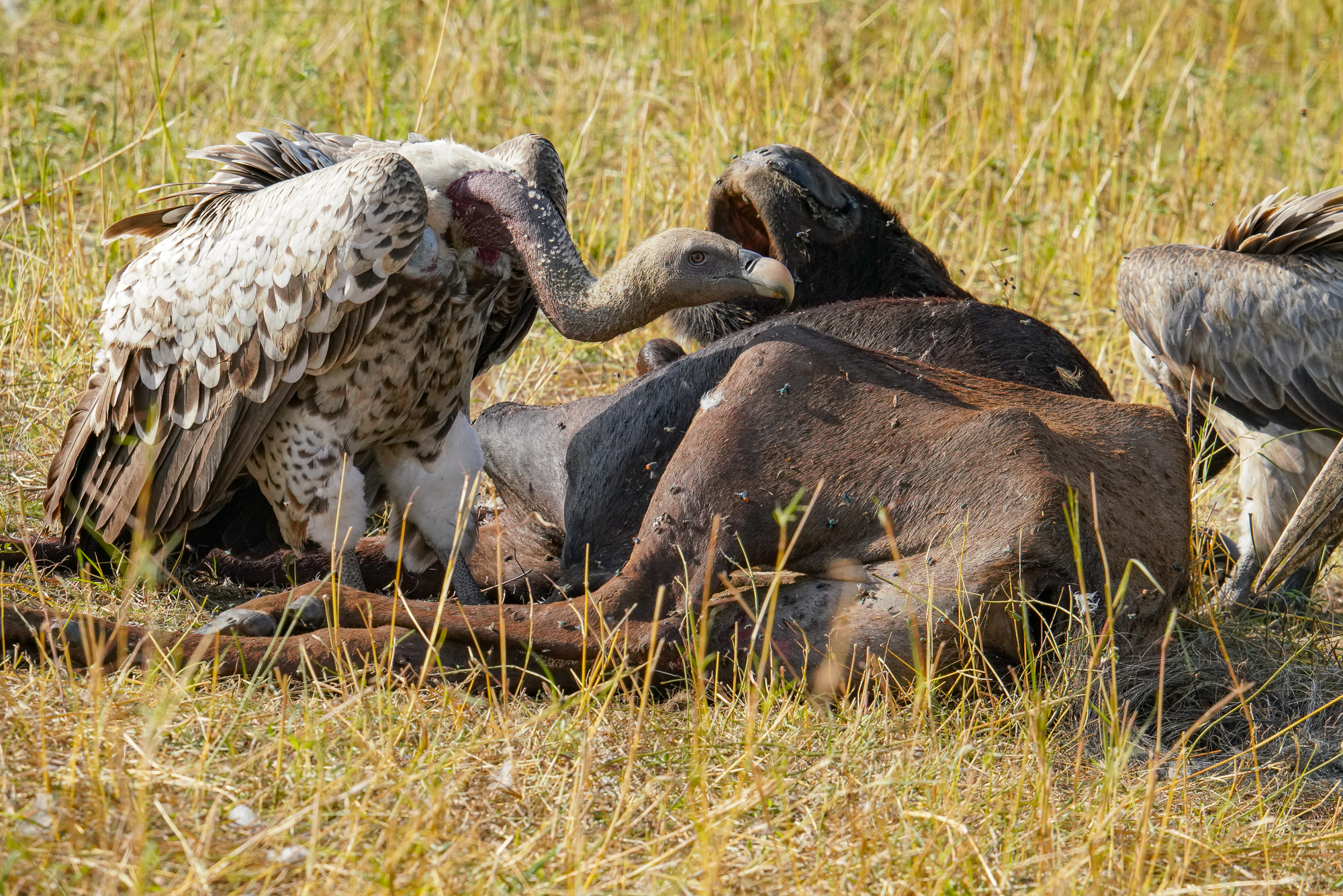 Scavenger Eating a Dead Wildebeest