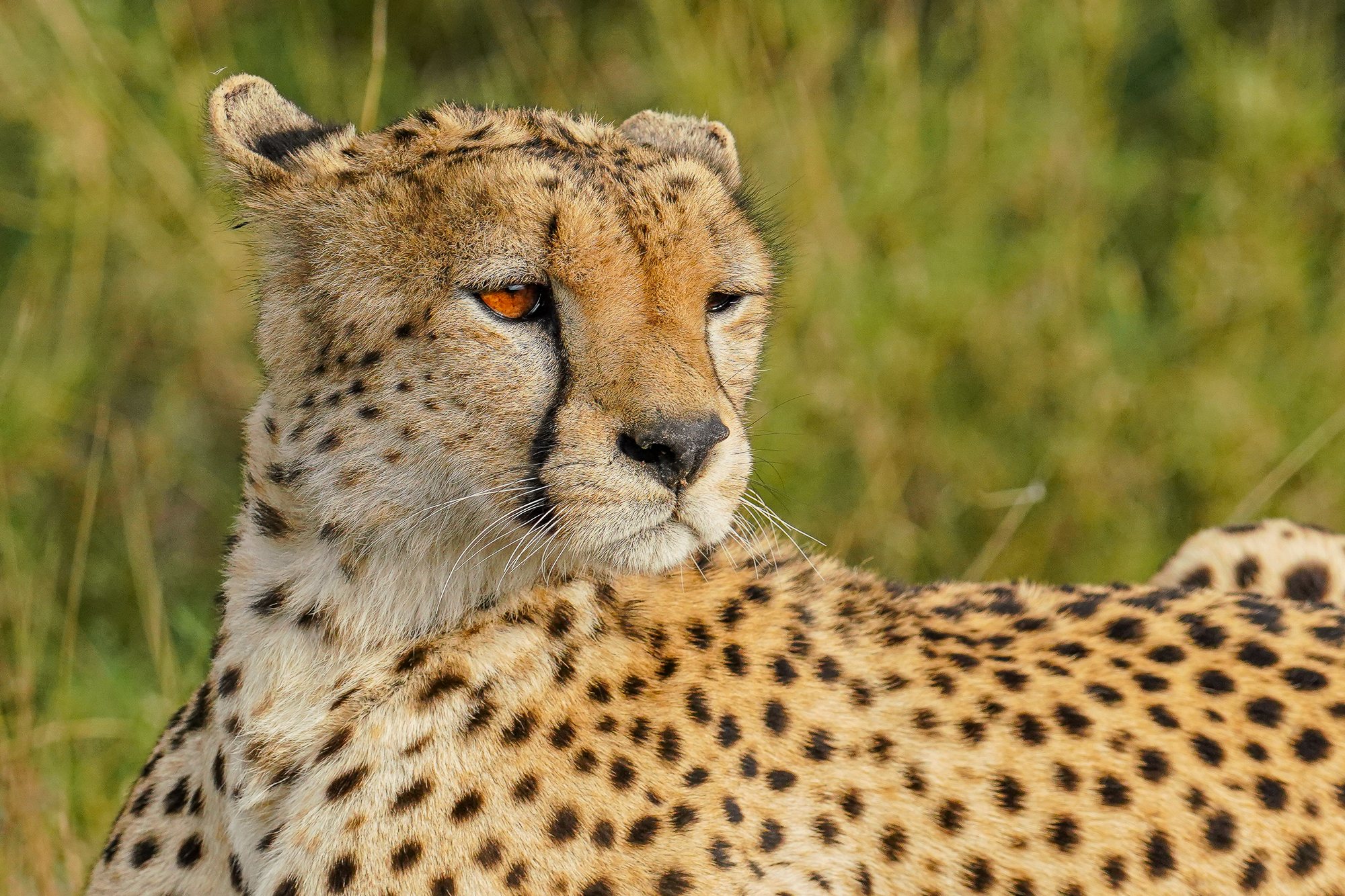 Cheetah in the Serengeti