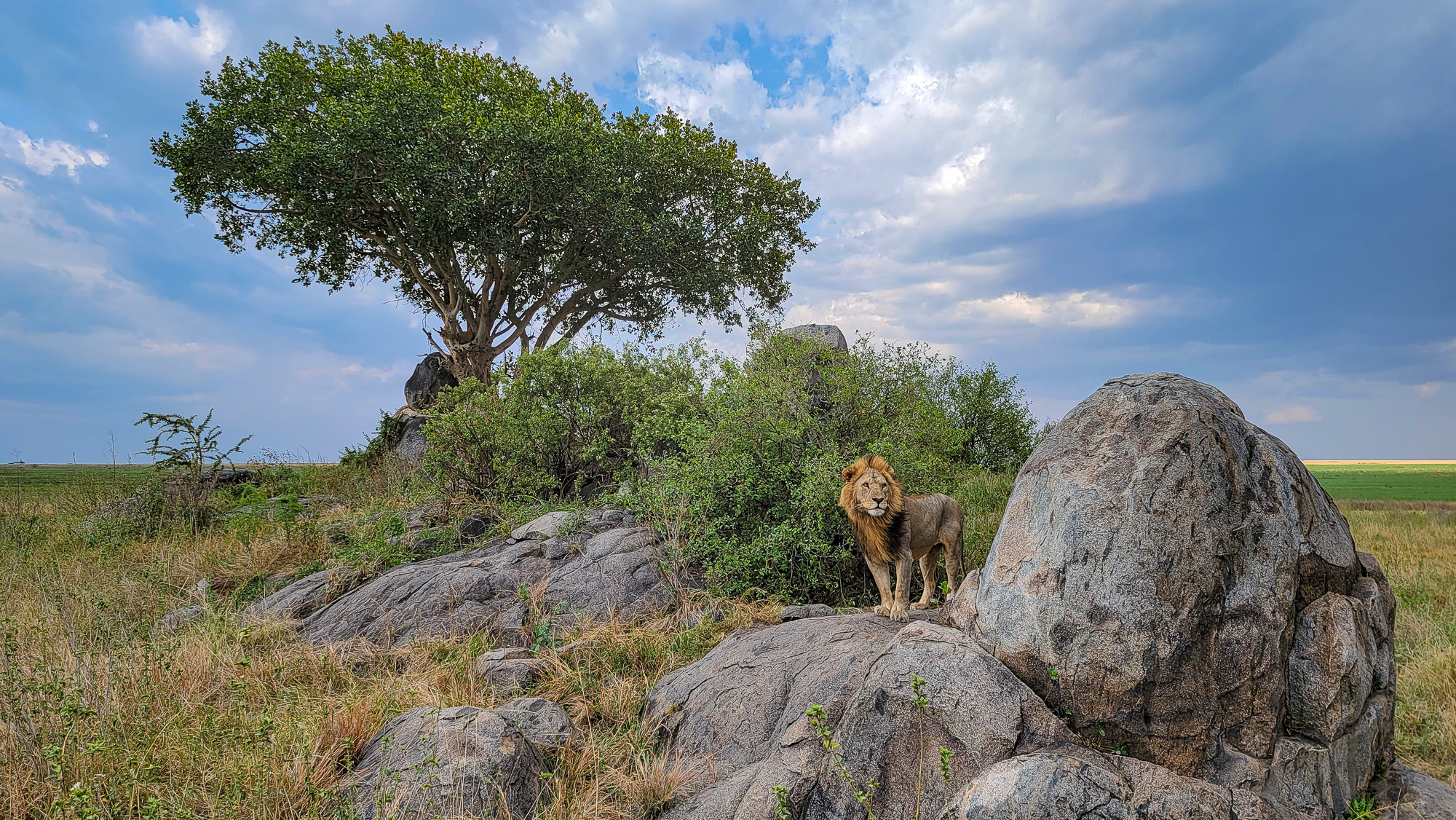 Pride Rock Scene in tanzania