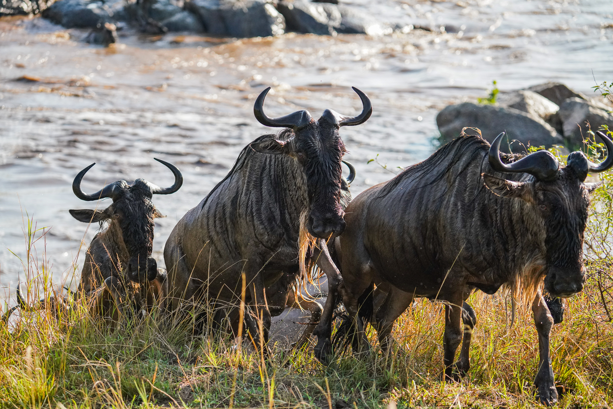 River Crossing in Tanzania