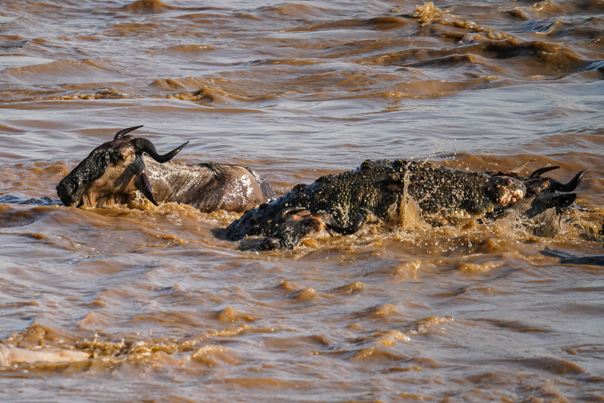 Crocodile Kill