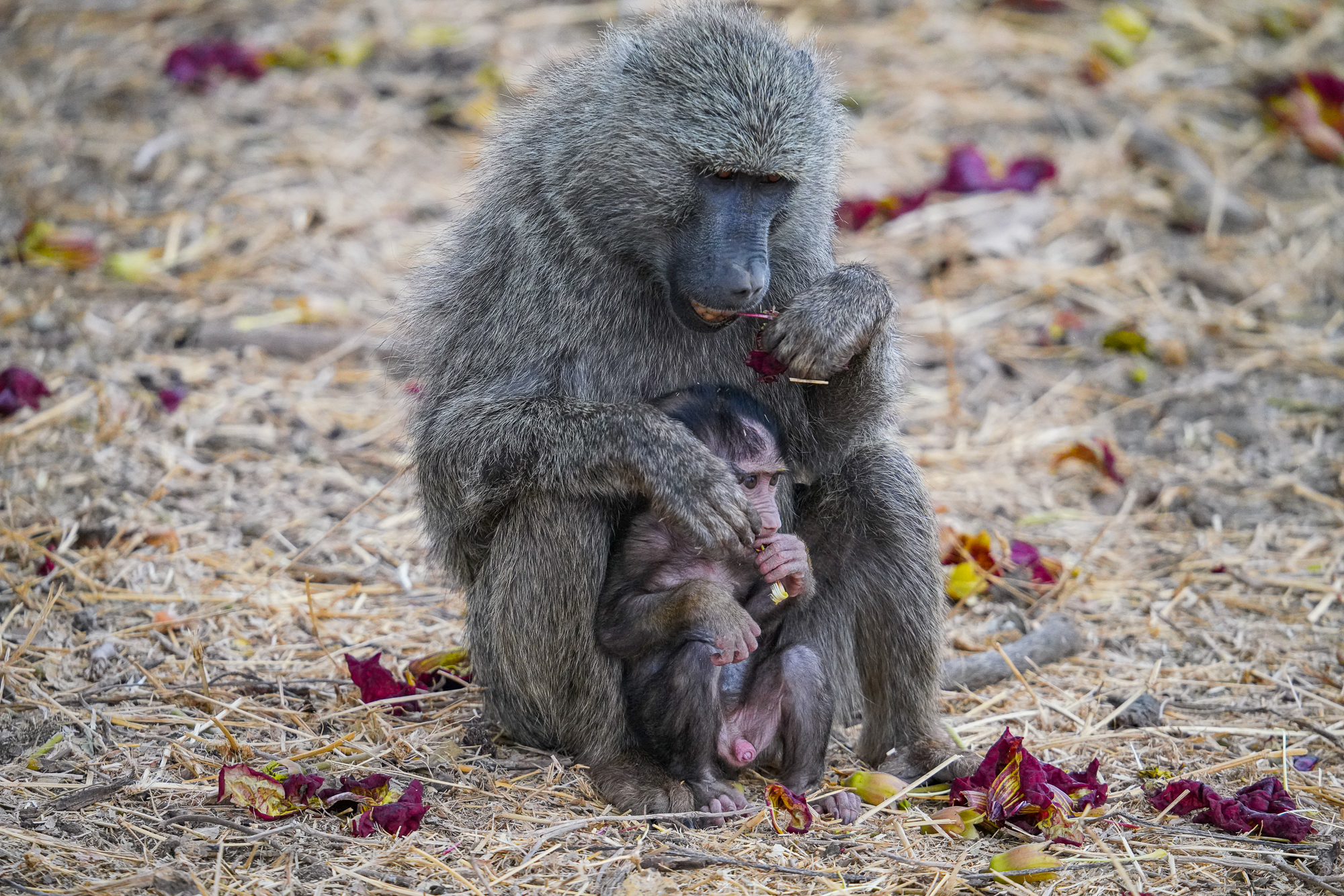 Mom and baby monkey