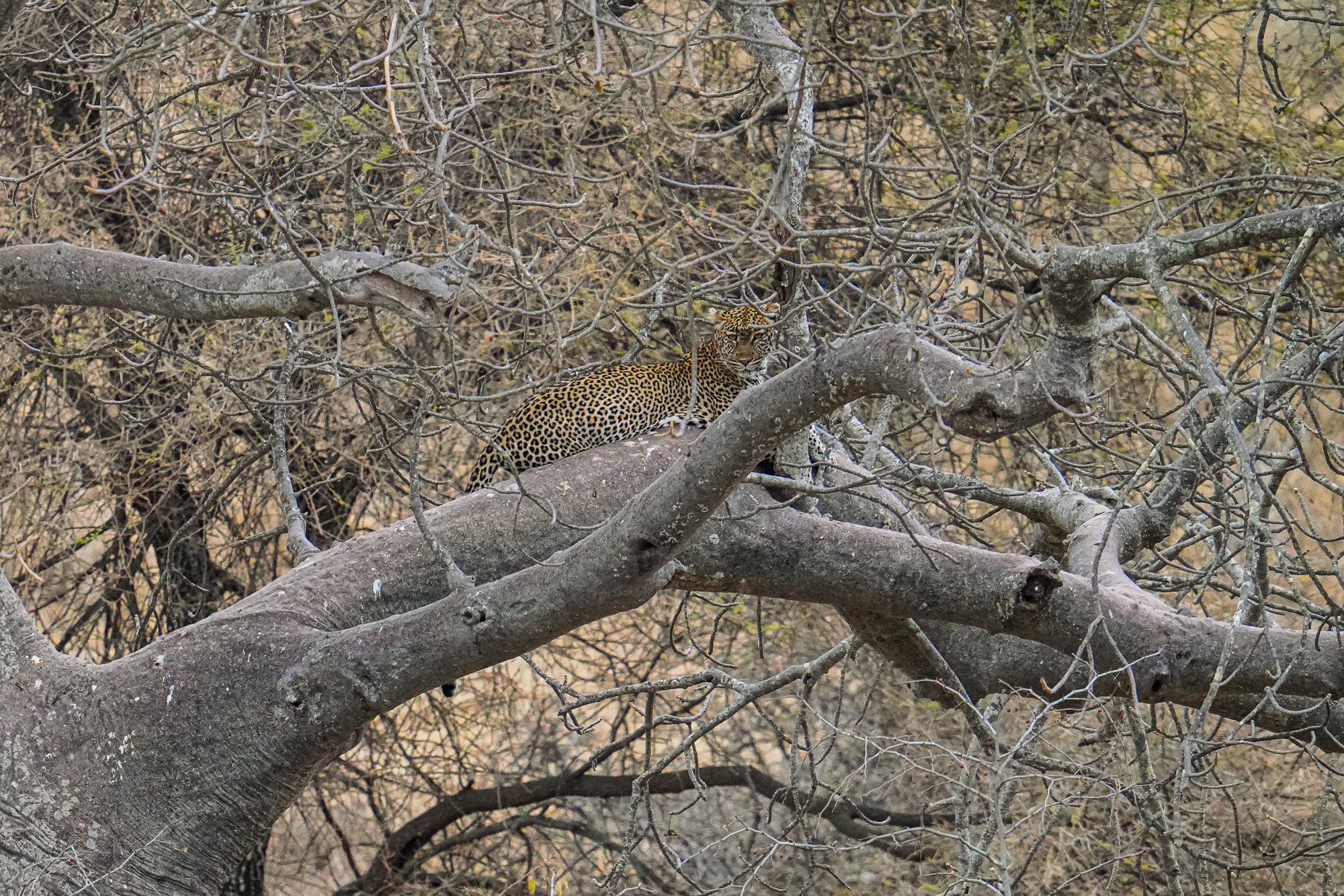 Leopard in Africa