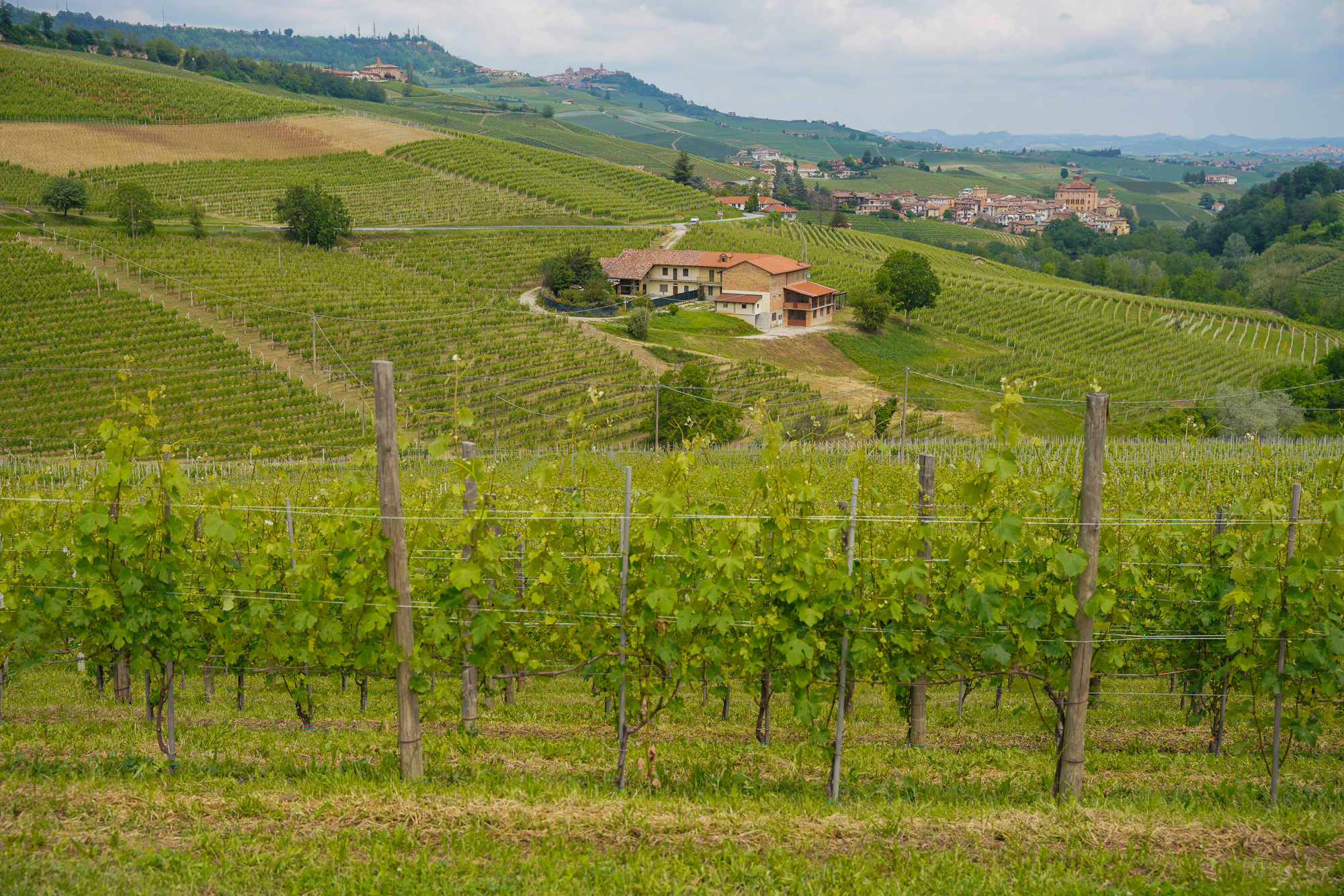 Barolo Vineyards