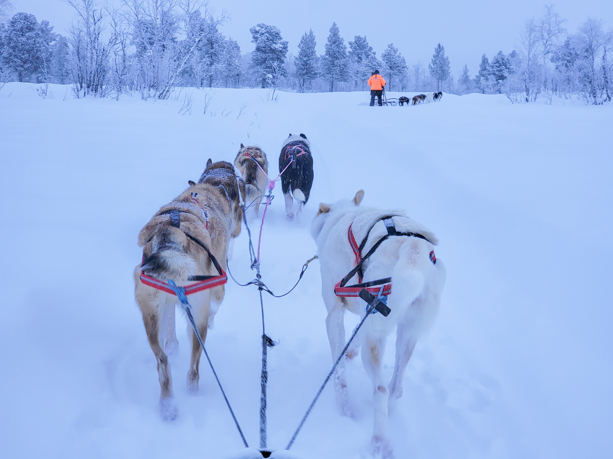 Dog Sledding near Kiruna