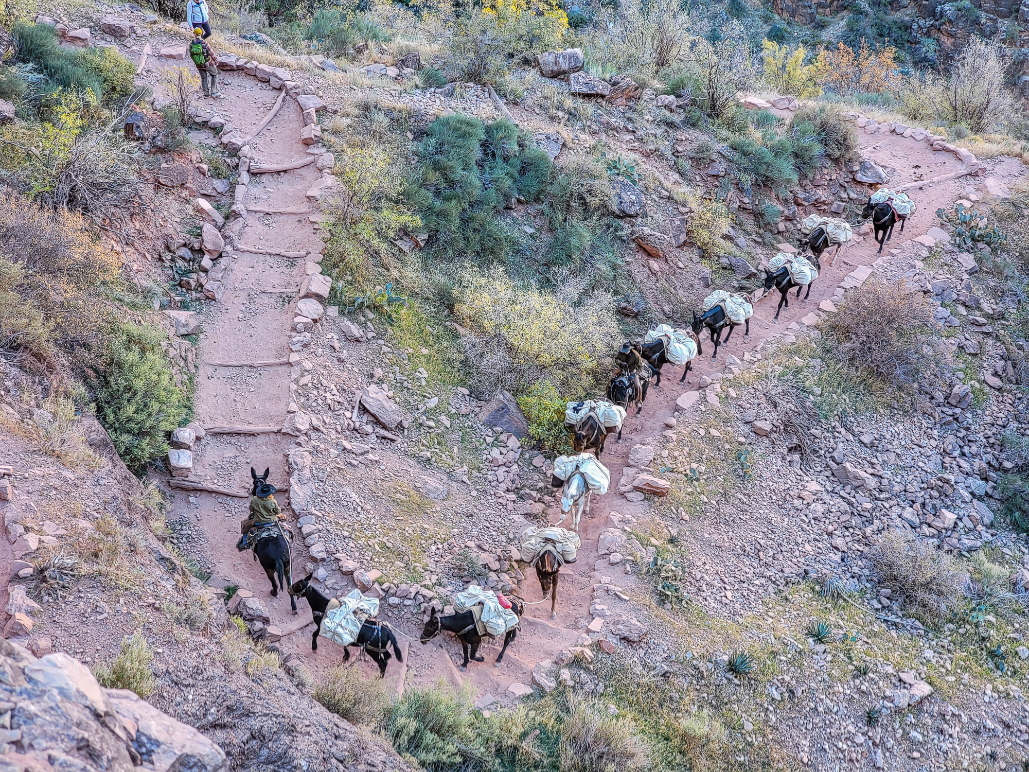 Donkey Caravan at the Grand Canyon