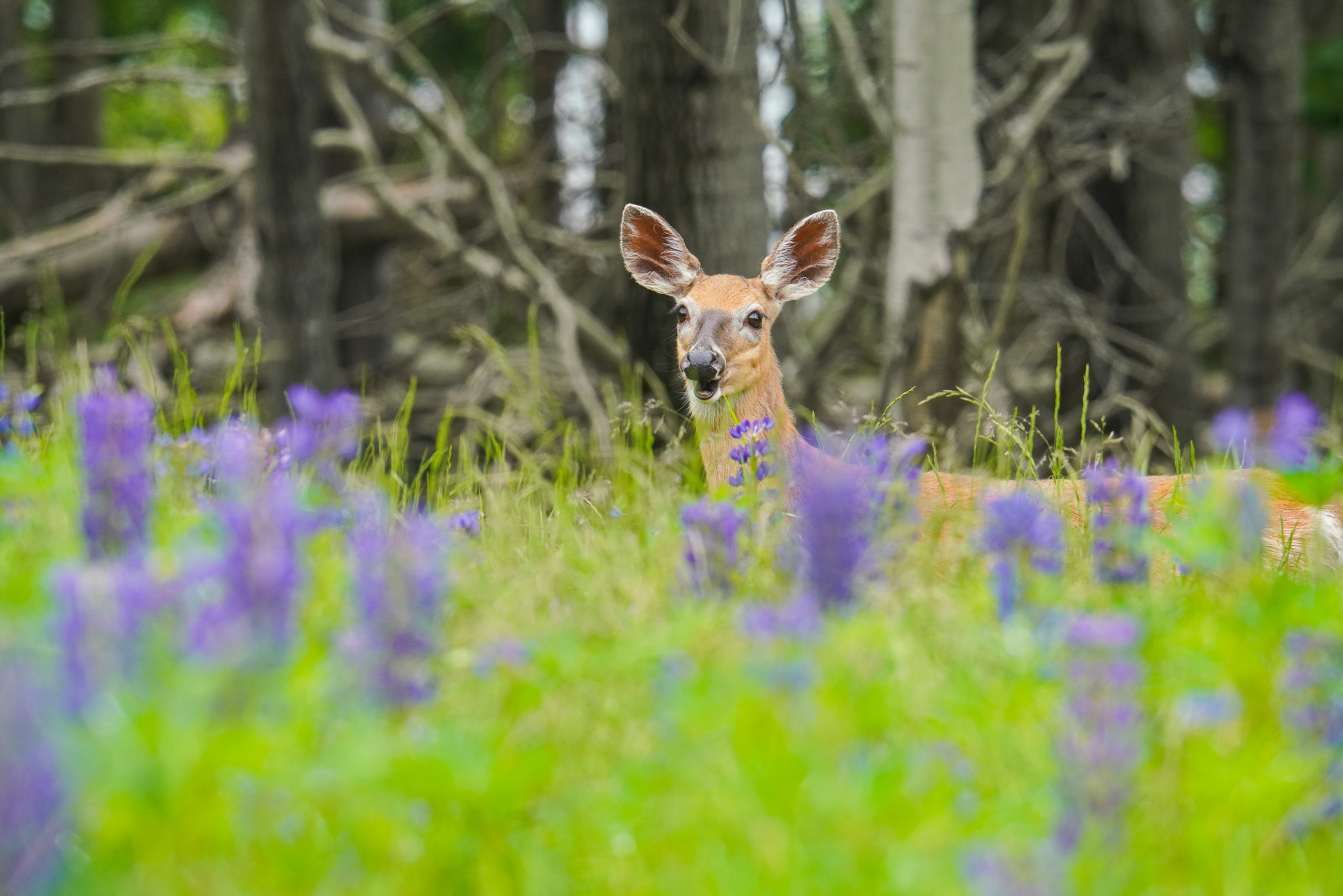 Deer on Bar Island