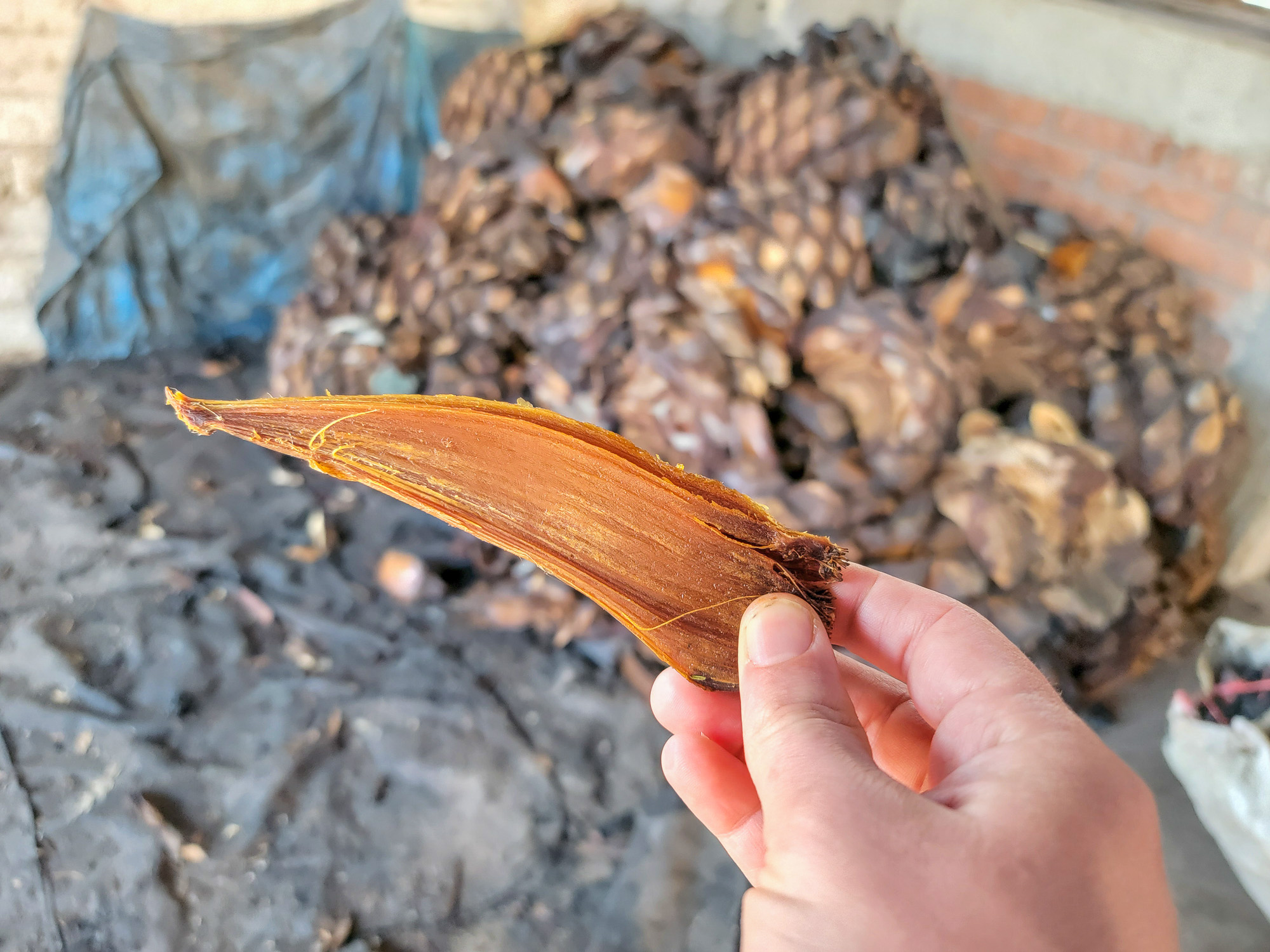 Cooked agave