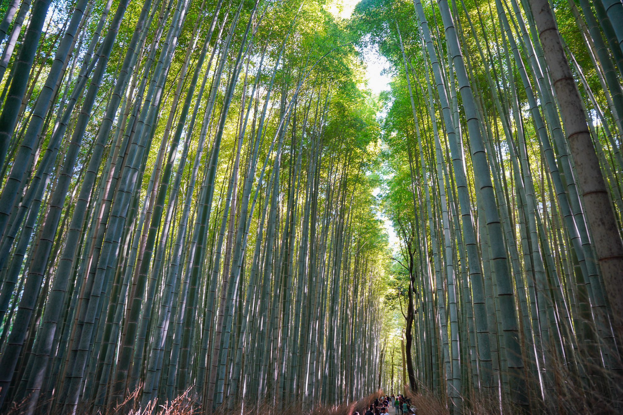 Kyoto Bamboo Forest