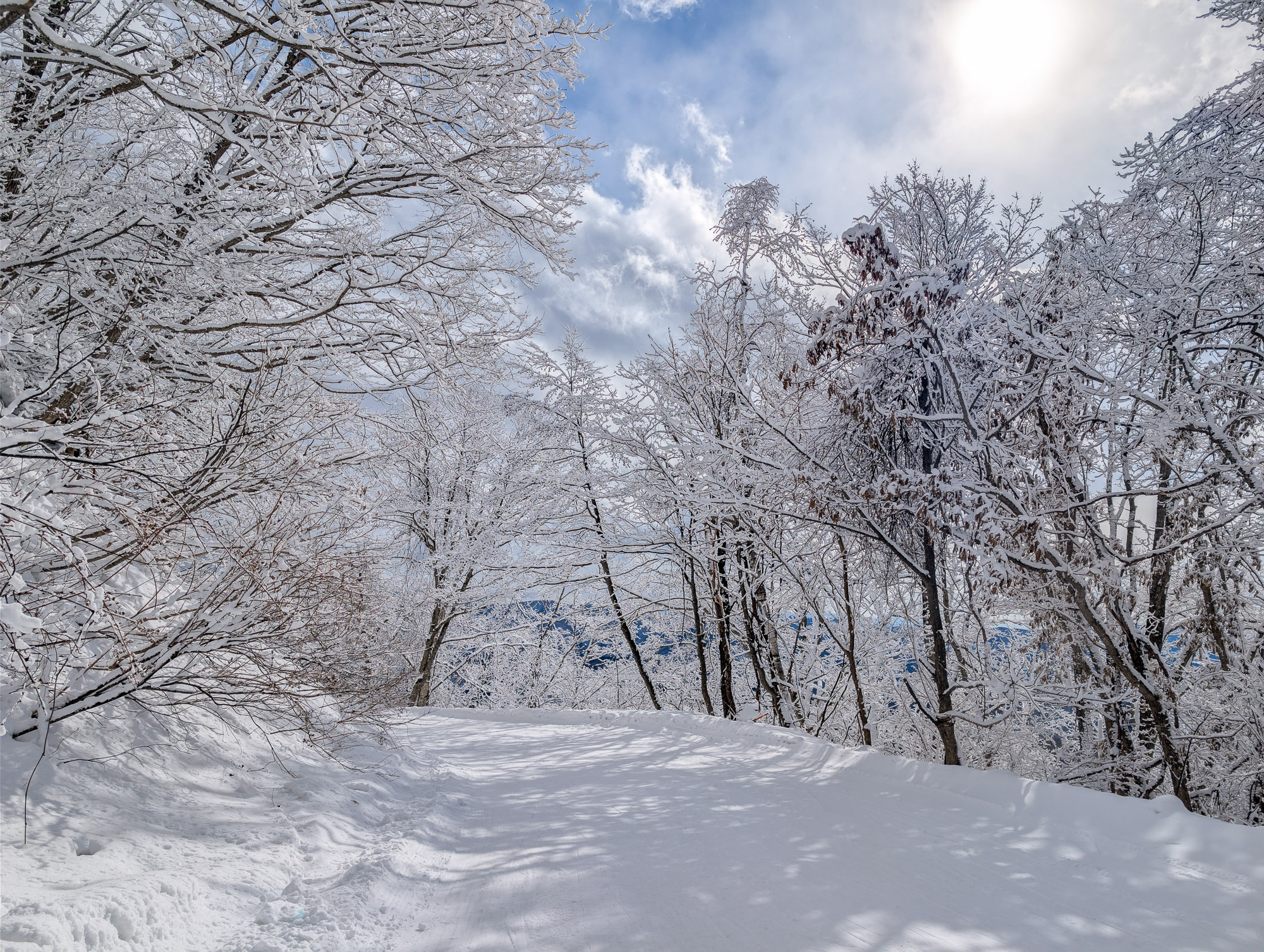 Calm Forest Trail Calm Forest Trail