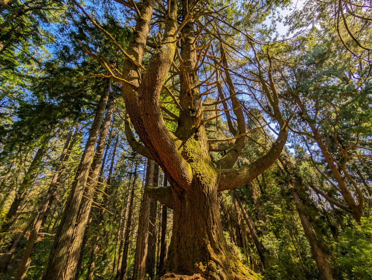 Old Historic Trees Old Historic Trees