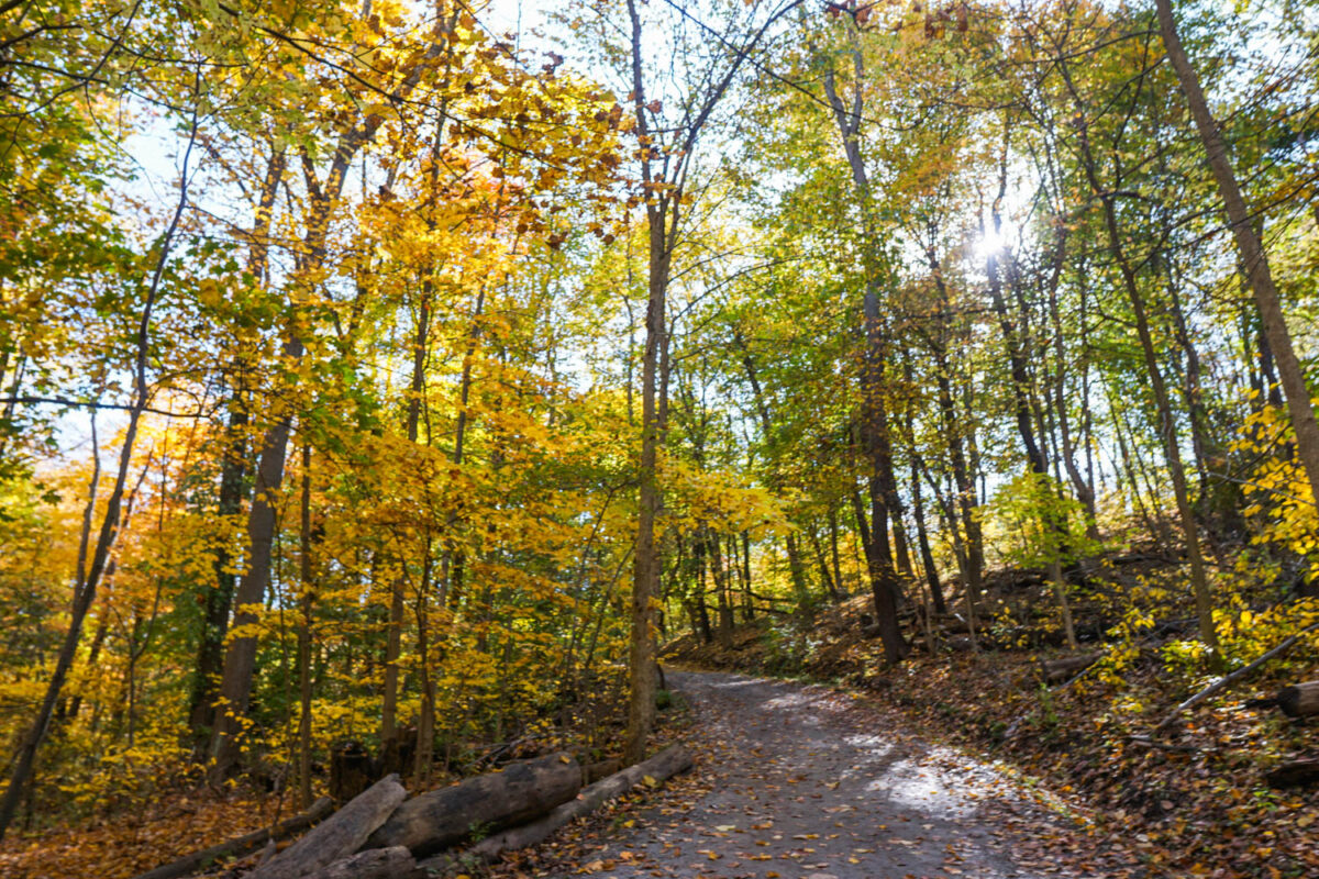 Frick Park in the Fall Frick Park in the Fall